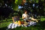 Picknick im Weinberg
